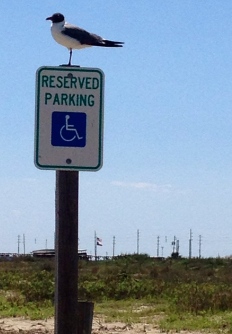Sea gull perched on Handicap parking sign on Galveston beach (NO permissions granted. ALL rights reserved. Copyrighted