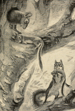 Squirrel family in tree. Mom dragging babies back home in her mouth.from Bannertail, story of a gray squirrel.1921 (USPD. pub.date, artist life/Commons.wikimedia.org)